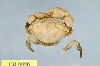 Shore crab Collection Image, Figure 1, Total 3 Figures